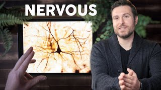 Nervous Tissue Histology Explained for Beginners [upl. by Eilegna]