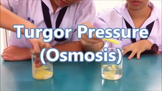 Turgor Pressure I Lab Experiment I Flip Learning I Science Alon [upl. by Christal749]