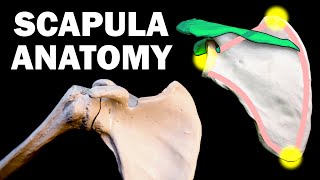 SCAPULA ANATOMY [upl. by Llirrem626]