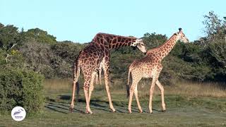 Giraffe Behavior and Social Structure [upl. by Greenland886]