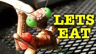 Praying Mantis Eating Ultimate Garden Predator [upl. by Araht]