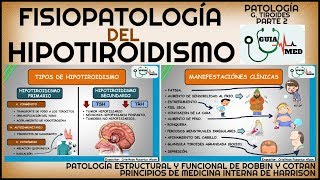 HIPOTIROIDISMO FISIOPATOLOGÍA  GuiaMed [upl. by Bornstein]