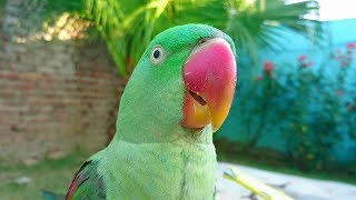 Alexandrine Parrot Natural Sounds [upl. by Moreland819]