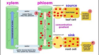 Types of Plant Tissues [upl. by Emmeline]