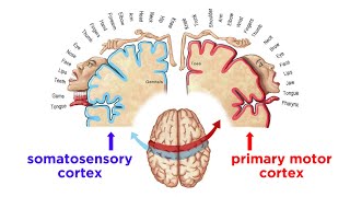 The Sensorimotor System and Human Reflexes [upl. by Goodspeed]