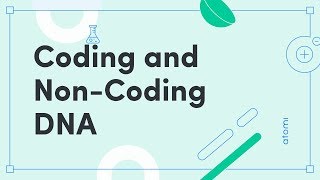 Y1112 Biology Coding and NonCoding DNA [upl. by Eiramaneet616]