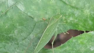 Cicada and katydid songs [upl. by Vod]