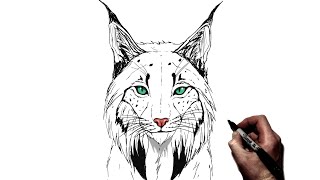 How To Draw A Lynx  Step By Step [upl. by Akehsal]