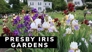 Presby Iris Gardens  Irises in Bloom  How to care for Irises [upl. by Uolymme]