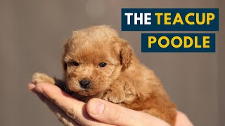 The Teacup Poodle Everything About This Teacupsized Companion Dog [upl. by Wainwright217]