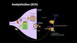 Acetylcholine ACh [upl. by Ahcsim197]