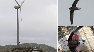 Rare bird white throated needletail killed by wind turbine in front of crowd of twitchers [upl. by Elana285]