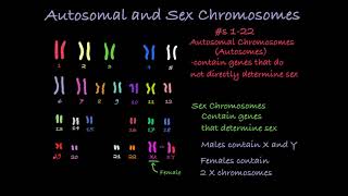 Reading Karyotypes [upl. by Atined]