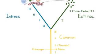 Coagulation Cascade [upl. by Logan]