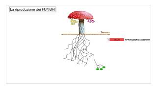 Scienze  I funghi [upl. by Sisto]