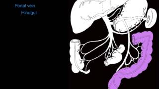 Hepatic portal system [upl. by Arney]