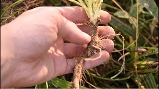 How To Harvest Wild Carrot Queen Annes Lace Daucus Carota  Wild Edibles [upl. by Nnylasor612]