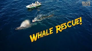 Humpback Whale Rescue  JONATHAN BIRDS BLUE WORLD [upl. by Zerline]