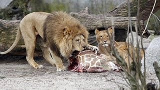 GRAPHIC  Giraffe Marius slaughtered in Copenhagen Zoo fed to lions [upl. by Ordway]