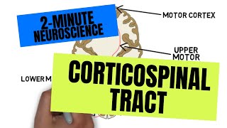 2Minute Neuroscience Corticospinal Tract [upl. by Baler]