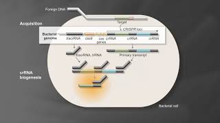 How does CRISPR gene editing work [upl. by Nnywg]