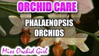 How to care for Phalaenopsis Orchids  Watering fertilizing reblooming [upl. by Jeffy793]