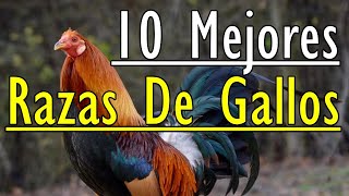 10 mejores razas de gallos [upl. by Buyers]