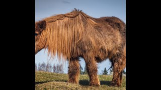 Cushings Disease Surgery with Neurosurgeon Dr Abdolreza Siadati [upl. by Blinnie]