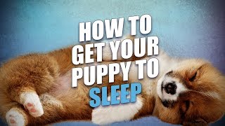 How To Get A Puppy To Sleep Through the Night [upl. by Graeme159]