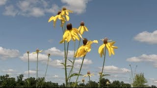 Prairie Yard amp Garden Prairie Flora History and Future [upl. by Floeter309]