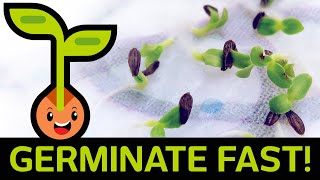 🌱 Fast amp Easy Seed Germination How to Start Seedlings from Paper Towel Method Container vs Baggie [upl. by Kristo]