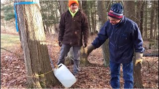 Tree Talk A Hobbyists Guide to Maple Sugaring [upl. by Dugaid]