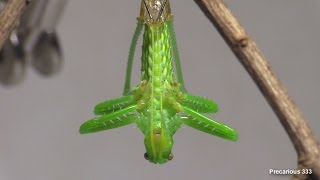 Giant Texas Katydid molts [upl. by Dadirac]