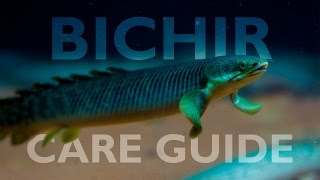 Bichirs An Ultimate Care Guide [upl. by Ymaral]