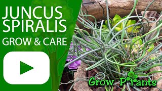 Juncus spiralis  grow amp care Corkscrew rush [upl. by Claman]