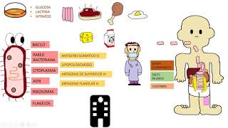 Salmonella typhi  SALMONELOSIS [upl. by Neliac]