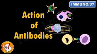 Action of Antibodies Neutralization Opsonization Complement Activation and ADCC FLImmuno37 [upl. by Thordis951]