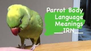 INDIAN RINGNECK PARROT body language  meanings part 1 [upl. by Debora235]