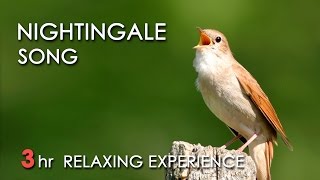 BEST NIGHTINGALE SONG  3 Hours REALTIME Nightingale Singing NO LOOP  Birdsong Birds Chirping [upl. by Aitnahc]