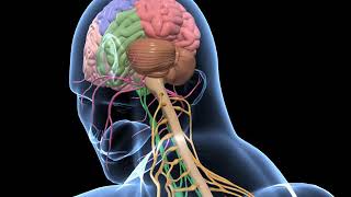 Biology  3D animation  Human Nervous System Overview  Senior  English [upl. by Susette]