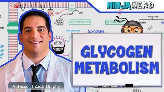 Metabolism  Regulation of Glycogen Metabolism [upl. by Cello355]