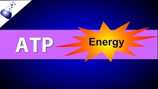 ATP Adenosine Triphosphate [upl. by Violet]