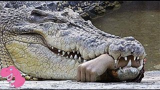 Top 7 Worst Crocodile Attacks on People in Australia [upl. by Burch]