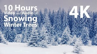 4K 10 hours  Snowing on Winter Trees  relaxing gentle calming [upl. by Stempien821]