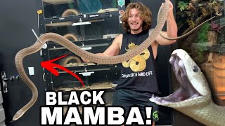 Massive Black Mamba [upl. by Granlund]