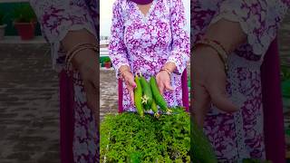 Happy Harvesting  in my Terrace Garden [upl. by Nhguavahs]