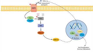 Ras Raf MAPK Pathway and Cancer  Mutations Cancer Pathogenesis and Chemotherapy [upl. by Rochester]