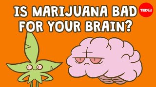 Is marijuana bad for your brain  Anees Bahji [upl. by Fachanan]