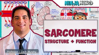 Musculoskeletal System  Sarcomere Structure Actin amp Myosin [upl. by Gerta]