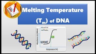 Melting Temperature of DNA Tm [upl. by Ahsian]